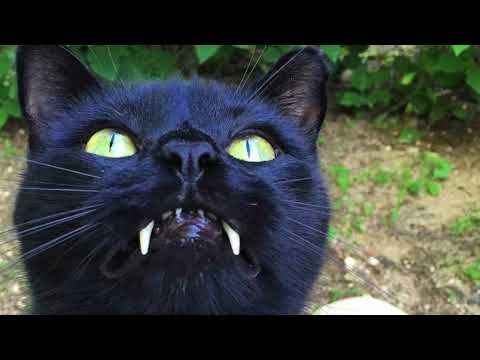 DJ GUAX - BLACK JACK aka Mr-GASPAR @ December 2021 Showroom Unedit - 2013 / 2021