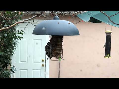 Ladder back Woodpecker