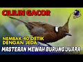 CILILIN GACOR Nembak 40 Detik Dengan Jeda II Masteran BURUNG CILILIN Juara