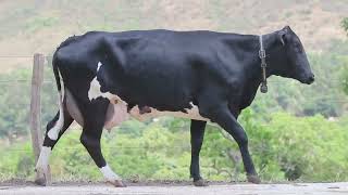 LOTE 20 - 919