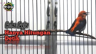 Download lagu Pancingan Kemade Bisu Cepat Bunyi ‼️ mp3 Download lagu Pancingan Kemade Bisu Cepat Bunyi ‼️ mp3