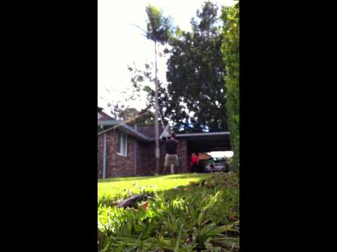 Cutting down palm tree - DIY, between house and powerlines