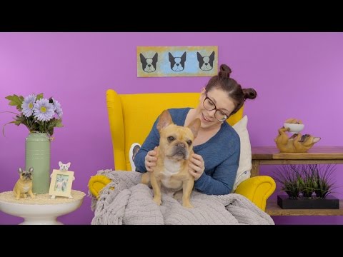 Stella & Chewy's Freeze-Dried Patties | Chewy