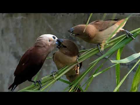 Birds of Passerine- Jesse Sykes & the Sweet Hereafter- mastered ( audio  ) ( lyrics in description)