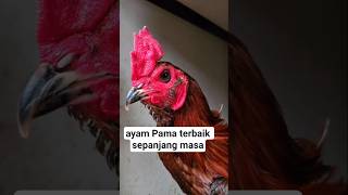 Download lagu This is the best Pama chicken of all time. #importedchicken #qualitychicken #pamachicken #PamaNinja mp3