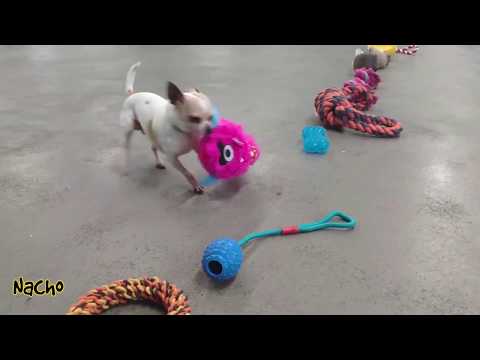 Dogs Choosing their Own Christmas Toy