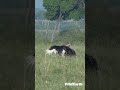 Watch How Ostriches Mate