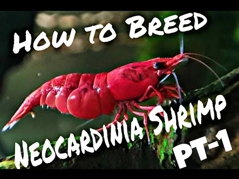 Simple Breeding Guide For Neocardinia | PART- 1 | Roys shrimp tanks |