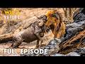 Serengeti Full Episode Survival Showdown In Deadliest Great Migration Nature Documentary