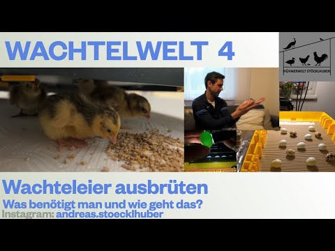 Wachtelwelt 4 Wie brütet man Wachtel Eier aus? Mit Brinsea Ovation 56 EX