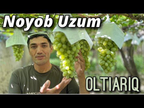 2025 Husayni uzum parvarishi va saqlash sirları. Qushlardan himoya va kasallikka qarshi kurash.
