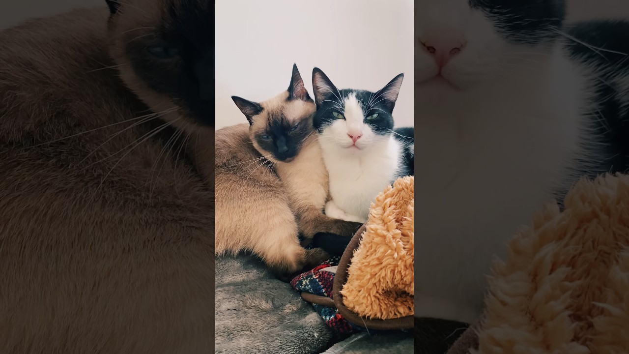 今年も冬が近づいてきたことを猫で知る#兄弟#元保護猫