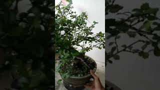 Download lagu Hokiantea Bonsai 11 Bulan Hasil Dongkel mp3 Download lagu Hokiantea Bonsai 11 Bulan Hasil Dongkel mp3
