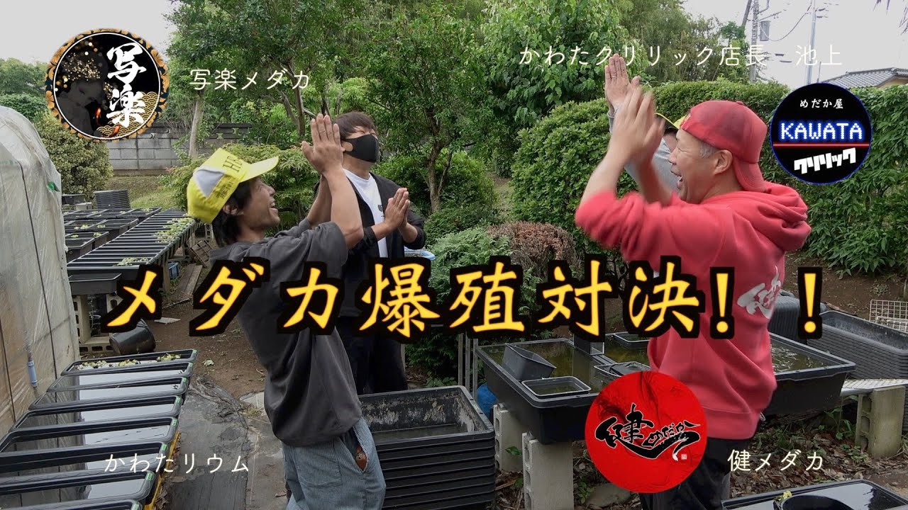 「メダカ爆殖対決２」　3ヶ月で何匹増やせるのか！？