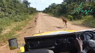 Impala's racing with a safari jeep- Selous NP - Tanzania February 2020