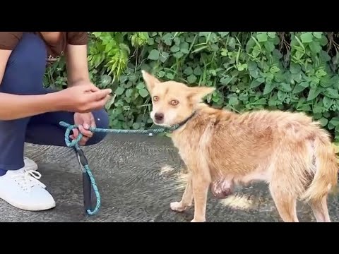 Sie brachte viele Würfe und Krebs zur Welt und flehte den Besitzer an, sie nicht wegzuwerfen