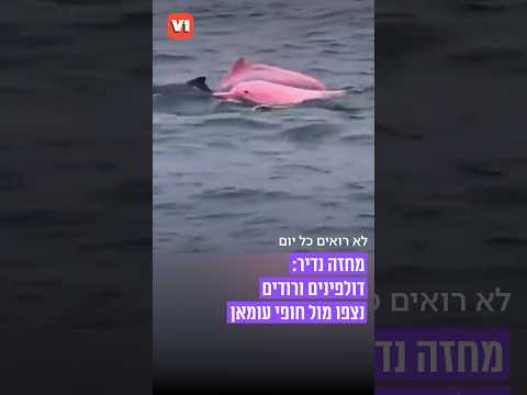 מחזה נדיר: דולפינים ורודים נצפו מול חופי עומאן  #v1