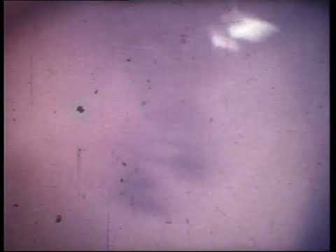 V kruhu - V KRUHU   Mrtvá myš