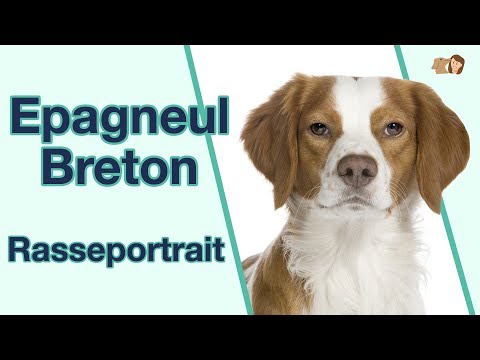 , title : 'Epagneul Breton im Rasseportrait | Alles über diese aktive Hunderasse'