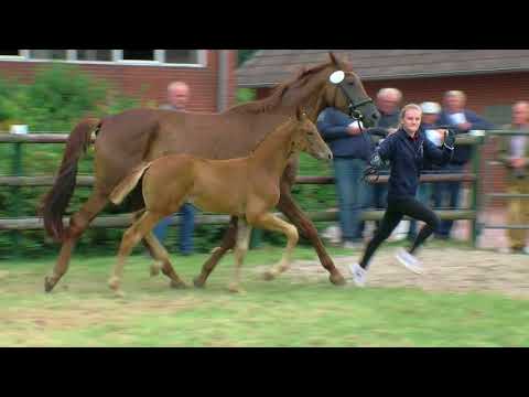Hf v Zackerey x Romanov Blue Hors x Don Schufro 2018