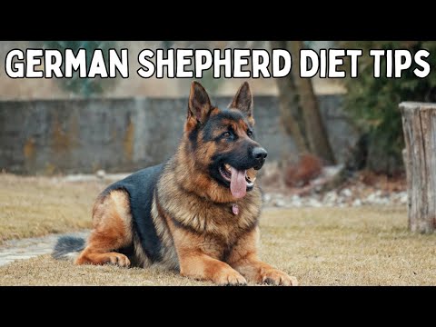 The Right Diet for Your German Shepherd: Professional Advice