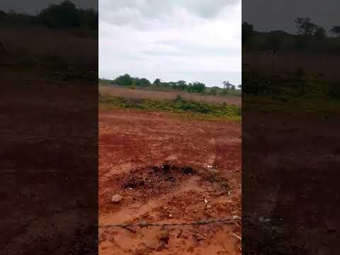 Pau D'arco do Piauí🎶🎶🎶🎶🎶🎶🎶🎶🎶🎶 uma situação deixa um comentário que acharam da música