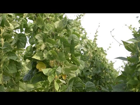 Saveti za uzgoj kasne boranije