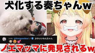 エイプリルフールで犬化する奏ちゃんｗ【ホロライブ/音乃瀬奏】