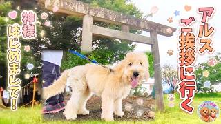 【大型犬のいる暮らし】大怪我を乗り越えて。地元の神様へアルスのご挨拶に行ってきました🐾