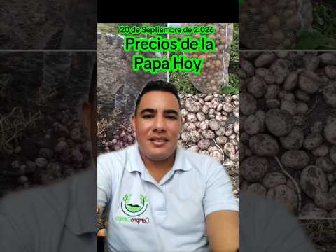 Precios de la Papa hoy en Corabastos Bogotá 🧑‍🌾🥔🥔🥔 #corabastos #boyaca #nariño #cundinamarca #shorts
