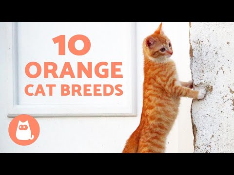 ORANGE CAT BREEDS TOP 10! - YouTube