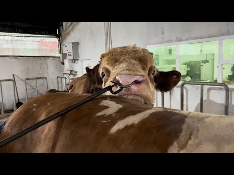 Simmental Bull Breeding Routine!🐂🔬Scientific Semen Collection Process