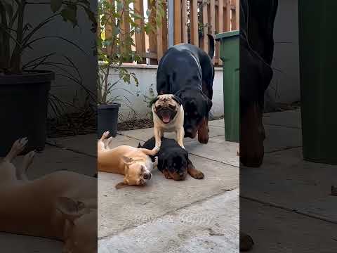Tập 6: Chihuahua và Pug tấn công chó con Rottweiler. nhưng IQ Chihuahua. #funny #xuhuongyoutube
