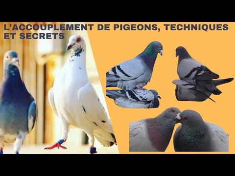 , title : 'L’accouplement de pigeons, techniques et secrets'