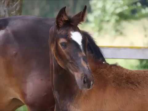 Zamina von Worrenberg - Zack x Diamo Gold, OL, geb. 24. März 2017