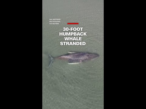 30-foot humpback whale stranded