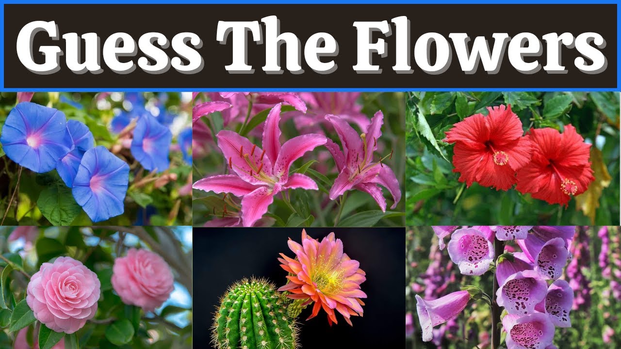 Guess The FLOWER By Image Quiz | Flower Quiz