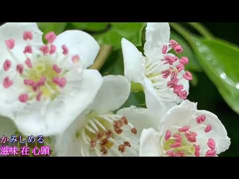 鄧麗君---花と涙   (花與涙)