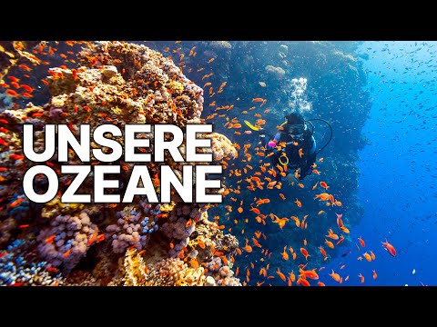 Die faszinierendsten Aufnahmen unser Ozeane | Eine Reise in die Tiefe