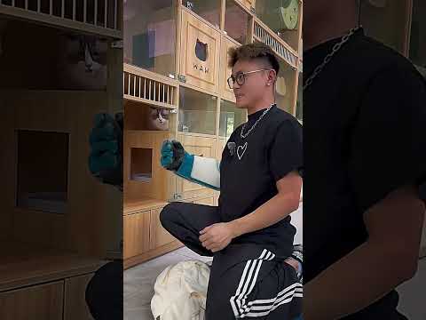 Today's challenge, cleaning 🐶 aggressive cat.This little fighter has been training like a pro boxer!