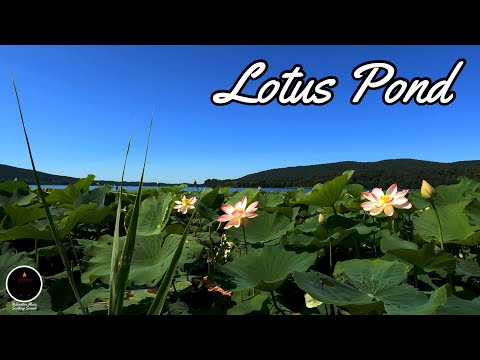 Lotus Pond (EXTENDED) - Aakash Gandhi