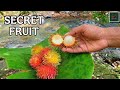 Foraging Wild Fruit To Feed Hungry Forest Fish Satisfying ASMR Vlog