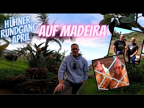 Hühner Rundgang April - Ein Hühnerfreund auf Madeira