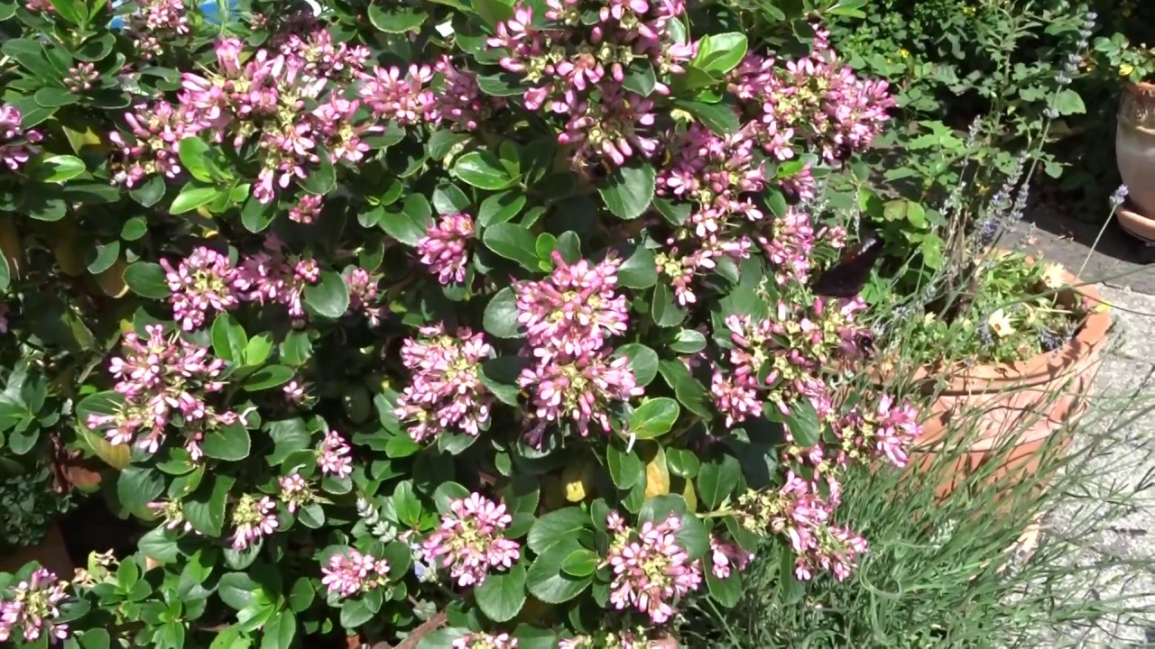 Hummelretter Escallonia "Pink Elle"
