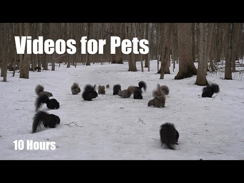 Forest Animals in Harmony - 10 Hour Relaxing Video for Pets and People - Cat TV 😺 - Mar 10, 2025
