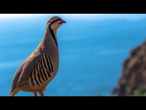 10 Facts About Partridges - The Life of Partridge