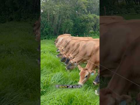 Why Cows Are Afraid of Just One Thin Wire! 😳⚡🐄#shorts #trending #viral