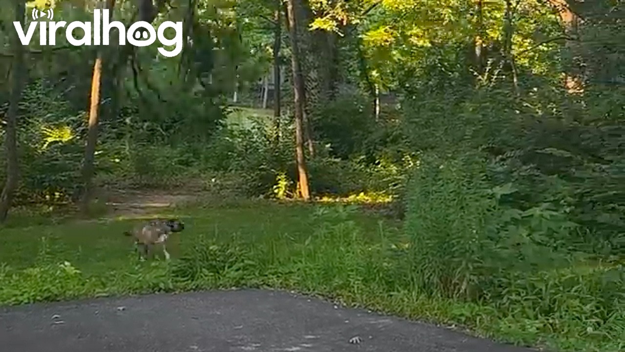 Dogs Dash to Safety as Massive Tree Suddenly Collapses in Backyard || ViralHog