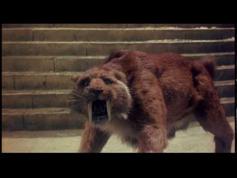 Smilodon vs. Troglodyte