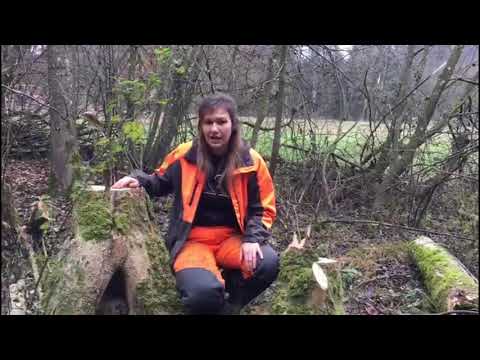 12 Eschentriebsterben